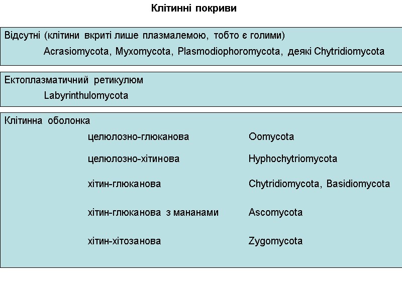 Клітинні покриви Відсутні (клітини вкриті лише плазмалемою, тобто є голими) Acrasiomycota, Myxomycota, Plasmodiophoromycota, деякі